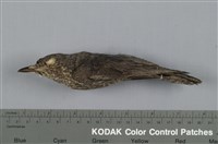 藏品(藍磯鶇)的圖片